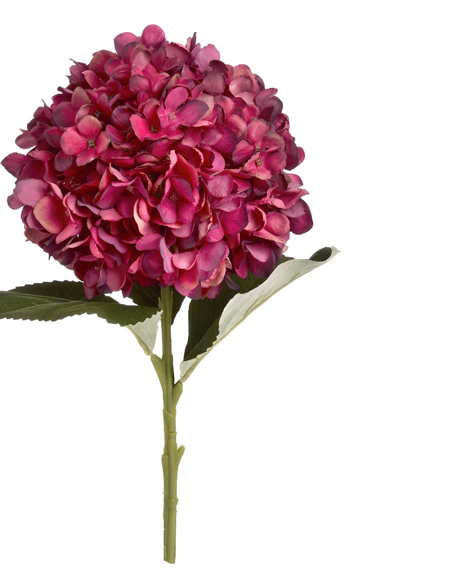 Single Autumn Ruby Hydrangea