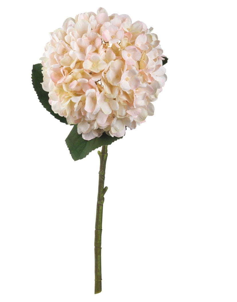 Autumn Cream Hydrangea