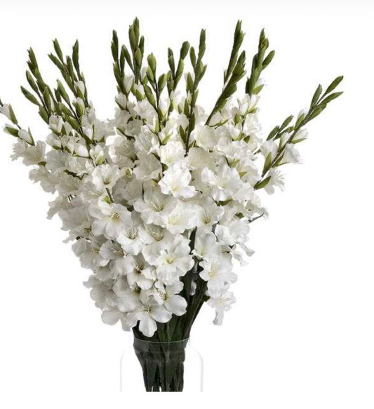 White Gladioli Flower