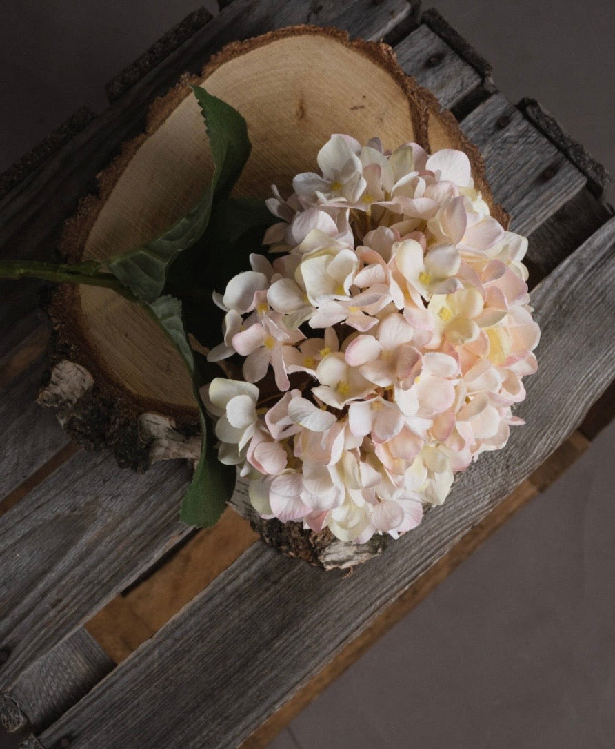 Autumn Cream Hydrangea
