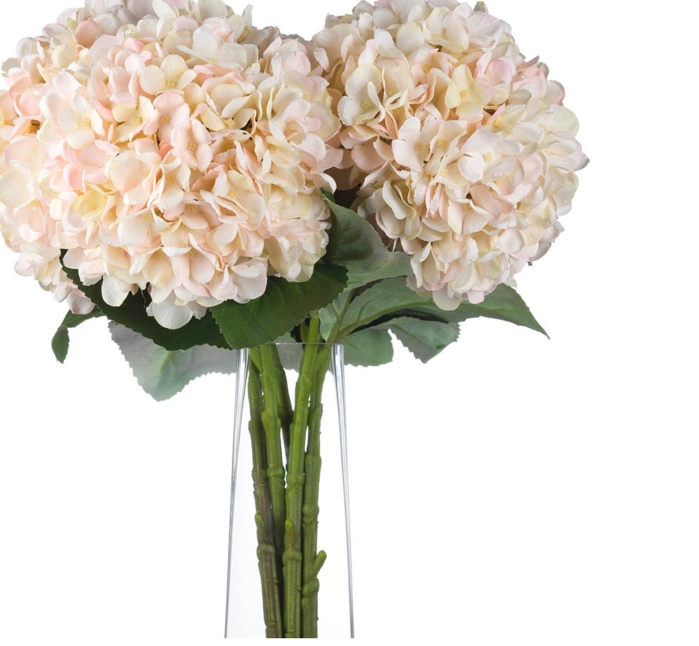 Autumn Cream Hydrangea