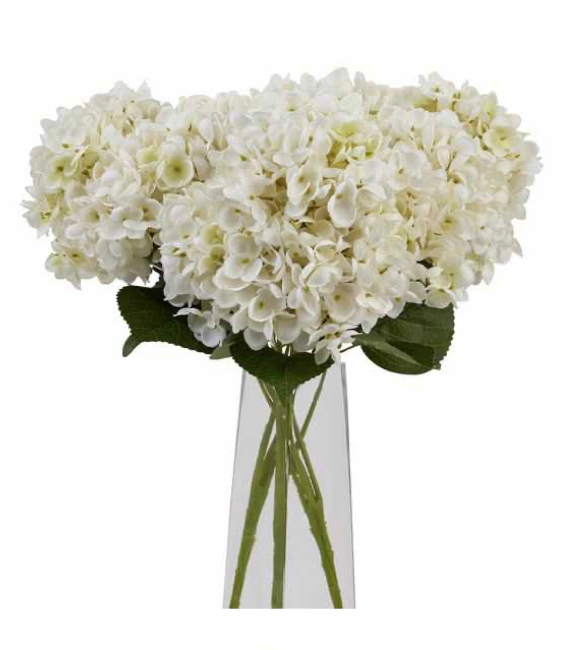 White Hydrangea Bunch