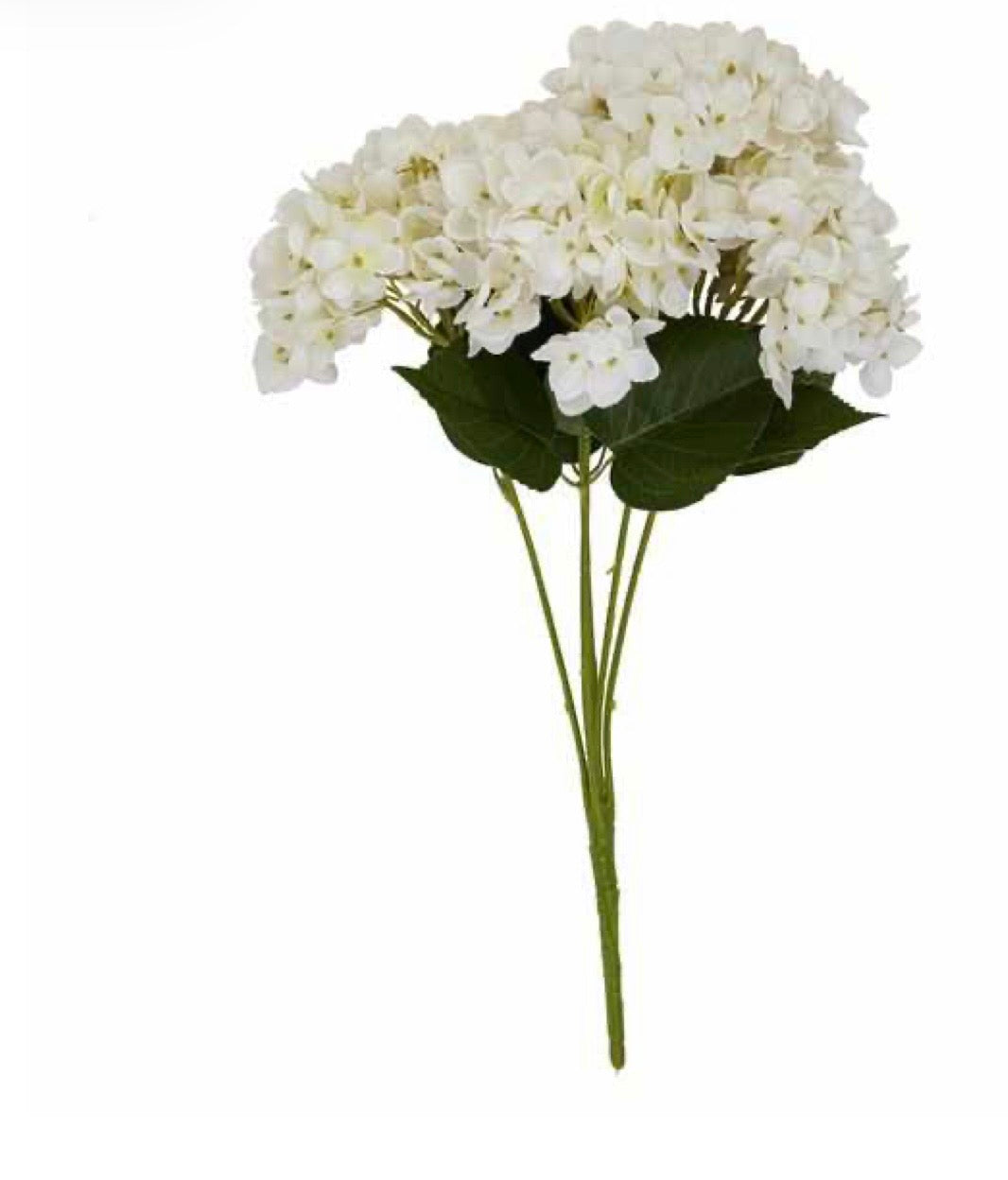 White Hydrangea Bunch