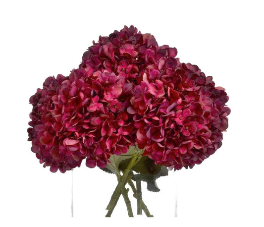 Single Autumn Ruby Hydrangea