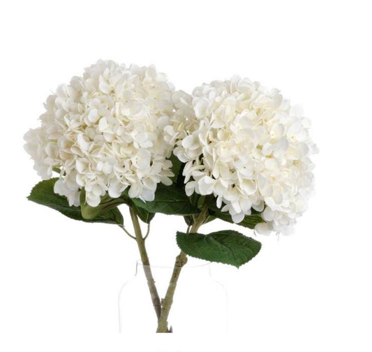 Oversized White Hydrangea