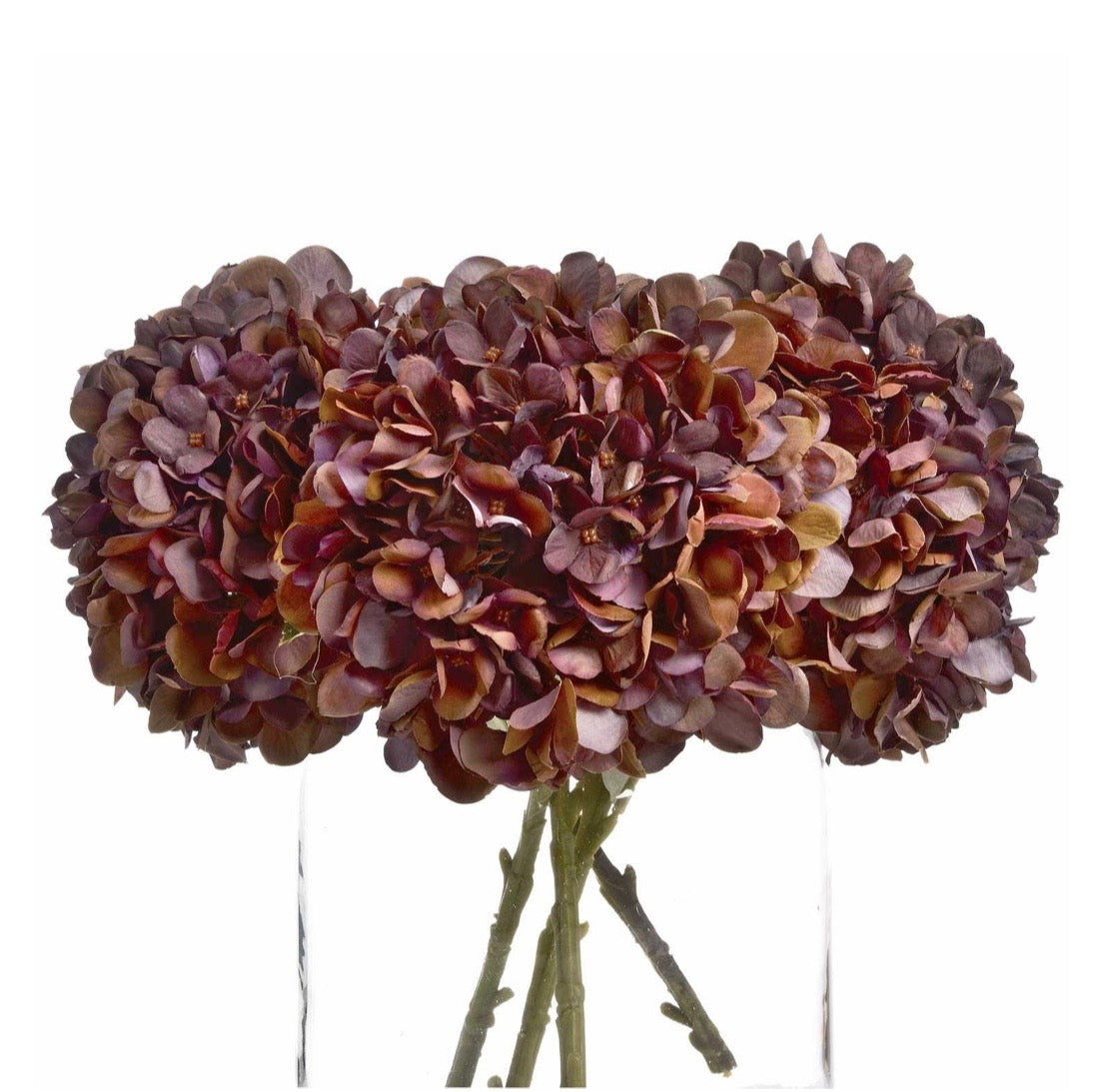 Single Autumn Coffee Hydrangea